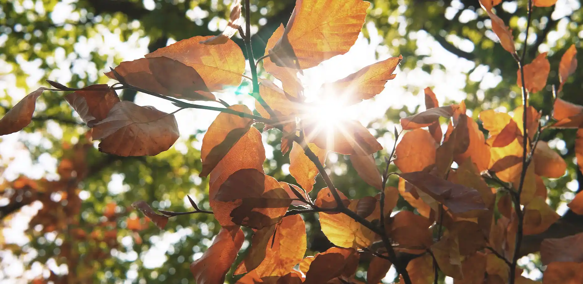 Baumbestattung in Flensburg